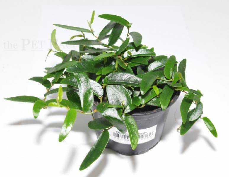 Ficus spec. PANAMA